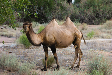 野骆驼农场旱谷沙丘运输沙漠动物旅行剪纸驼峰动物群图片