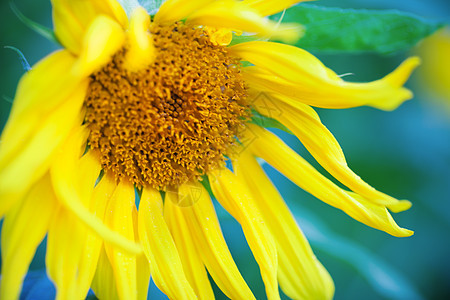 蓝色背景的新鲜向日葵宏观照片黄色叶子阳光农业花粉对象花瓣花坛太阳色彩图片