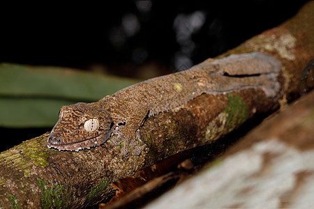 叶尾壁虎 乌罗普拉托斯芬布里亚图斯热带眼睛生物学尾巴蜥蜴叶子动物生活濒危动物群图片
