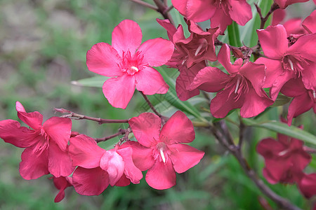 阳光下美丽而盛开的粉红花朵德布什绿色夹竹桃植物学树叶亚热带景观病菌花瓣玫瑰植物园图片