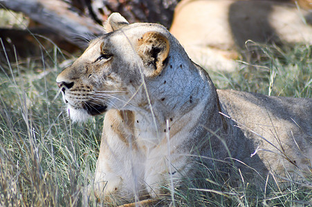 躺着的母狮国王家庭哺乳动物毛皮眼睛狮子生物男性动物危险图片