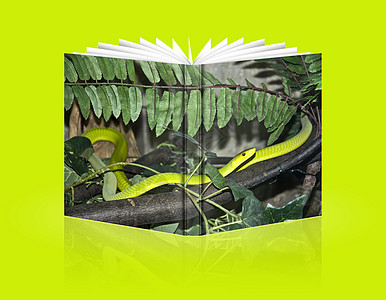 蛇的书卷背景图片