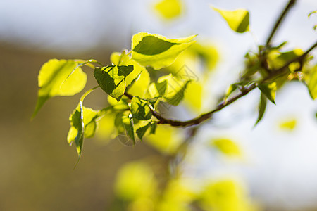 Birch 绿叶背景图片