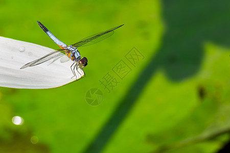 龙尾巴池塘生活蜻蜓漏洞木头花园蓝色荒野植物图片