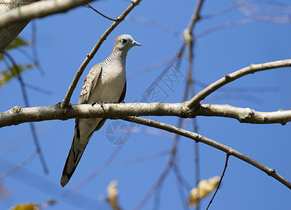 鸽子鸟在树枝上的图像 野生动物图片