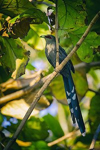鸟儿在树枝上粘贴的图像绿色卷状马尔科哈 P扇尾野生动物热带公园卷曲国家蓝色树皮流浪汉忧郁症图片