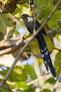 鸟儿在树枝上粘贴的图像绿色卷状马尔科哈 P喜鹊蓝色荒野捕蝇草森林热带国家历史哨子树皮图片