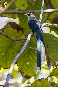 鸟儿在树枝上粘贴的图像绿色卷状马尔科哈 P扇尾公园国家流浪汉热带哨子树皮忧郁症荒野捕蝇器图片