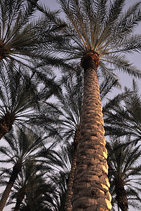 黄昏时棕榈树天空旅行天堂蓝色树干叶子正方形海洋气候墙纸图片