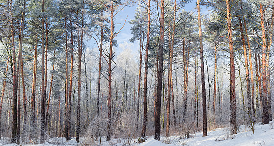 寒冬森林 阳光明日树木枯萎和松树图片