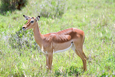 Impala隔离放牧拼贴画哺乳动物火烈鸟环境食肉收藏动物猎豹公园野生动物图片