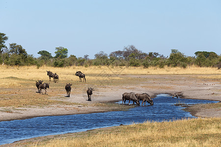 Gnu 野生动物和荒野的非洲野生动物哺乳动物羚羊头发大草原牛羚动物游戏白尾环境旅行图片