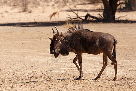 Gnu 喀拉哈拉沙漠 非洲野生动物野生生物图片