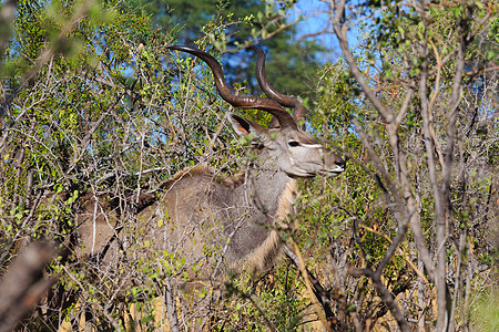 大库杜 非洲野生动物和野外衬套牛角晴天公园动物耳朵男性鲇鱼游戏栖息地图片
