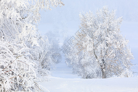 通往雾的冬季农村乡村公路 走向雾车道沥青日出季节地平线刨冰环境小路国家薄雾图片