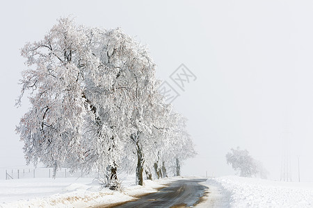 通往雾的冬季农村乡村公路 走向雾国家沥青晴天日出薄雾季节刨冰小路木头环境图片