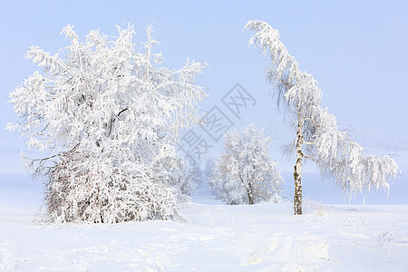 冬季风景和农村道路中的雪树天气刨冰季节薄雾地平线晴天车道环境木头下雪图片