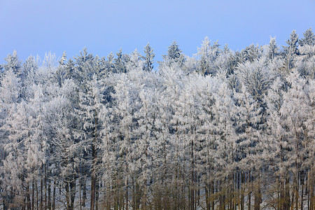 冬季风景和农村道路中的雪树日出国家车道天气下雪季节地平线刨冰环境薄雾图片