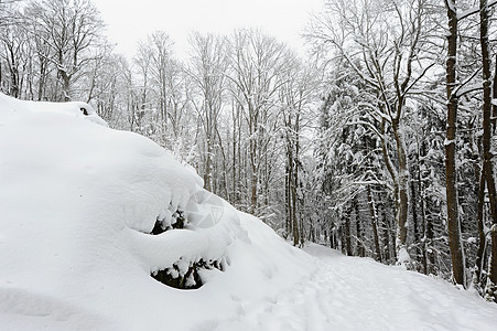 有雪的冬季森林白色场景树木薄雾季节冻结蓝色公园土地薄片图片