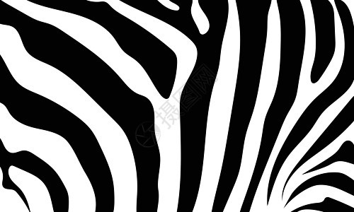 斑马白色和黑色的抽象背景皮肤 会情调艺术皮革曲线插图丛林动物荒野墙纸毛皮图片