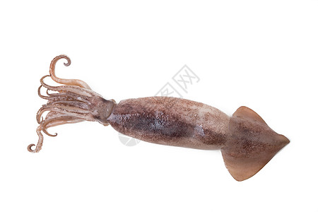 白色上孤立的新鲜鱿鱼生物胡子棕色食物紫色笨蛋脊椎动物美食墨水气味图片