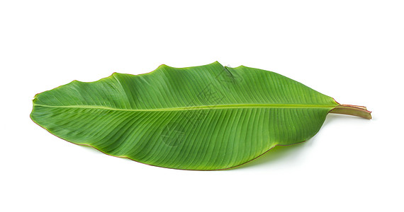 白背景上孤立的香蕉叶绿色热带叶子棕榈白色背景图片
