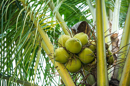 树上年轻的椰子图片