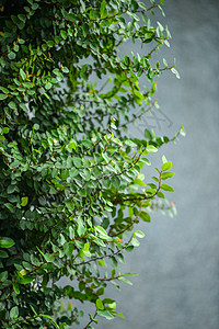 灰墙上的长春藤爬行者花园植物房子建筑学古董植物群叶子绿色衬套图片