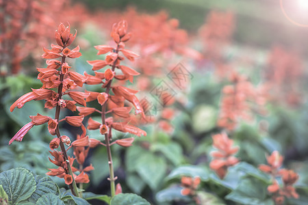 背景的五颜六色的花园艺植物学墙纸植物群雌蕊公园花粉花园环境生长图片