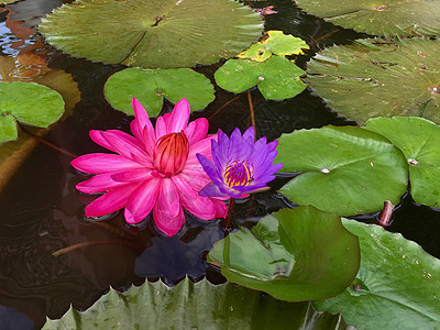 莲花在背景上图片