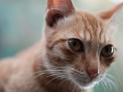 探寻某样东西女性老鼠猫科爪子男性同伴祖先荒野猫科动物动物背景图片