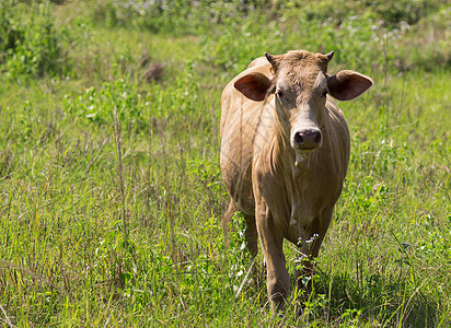 棕色奶牛在自然背景上的图象晴天农业农村小牛吉祥物草原牛角家畜农田场地图片