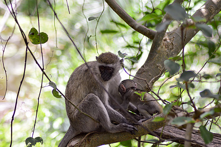 动骨猴和它的幼猴子图片