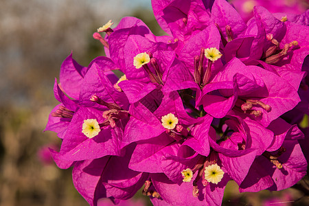 光叶子花三角梅花朵在花园里 闭合 观光等地的鲜花 包括阳光热带天空园艺花园纸花叶子植物花瓣紫色背景