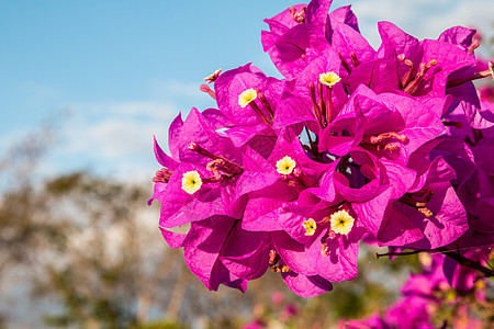 花朵在花园里 闭合 观光等地的鲜花 包括植物群园艺叶子阳光太阳热带纸花灌木花园衬套图片
