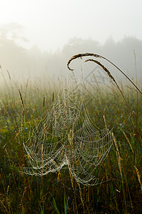在一个迷雾的清晨 草籽头上悬浮着Dewy cobweb图片