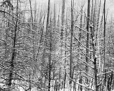 在沼泽中 雪雪白堆积如雪 已死亡的雪松树图片