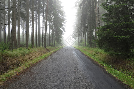 清空的马路 在薄雾中森林图片