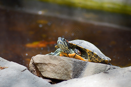 赫尔曼·乌龟休息图片