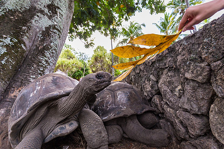 塞舌尔La Digue岛的阿尔达布拉巨龟食用旅游者动物旅行盔甲活动公园游客热带冒险石头动物学图片
