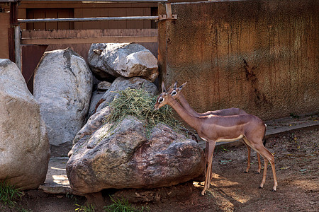 吉列努克安特洛普 利托克拉纽斯沃莱里瞪羚牛角羚羊图片