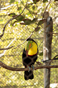 硫磺 拉姆法斯托斯绿色巨嘴蓝色红色栖息龙骨账单橙子鸟类黄色图片