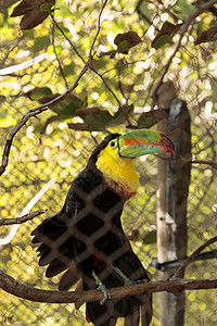 硫磺 拉姆法斯托斯账单黄色红色龙骨蓝色栖息绿色橙子鸟类巨嘴图片