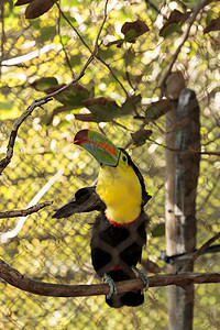硫磺 拉姆法斯托斯蓝色黄色巨嘴龙骨绿色栖息红色橙子鸟类账单图片
