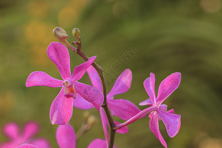 美丽的粉红兰花花园绿色紫色热带植物群植物粉色图片