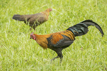 鸡鸡和母鸡在草地上行走图片