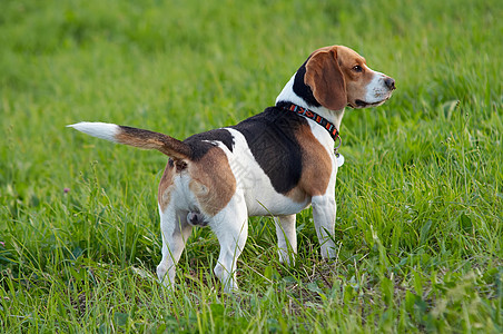 草地上的英国比格尔猎犬猎人动物猎狗猎犬狗猎兔气味香味宠物姿势图片