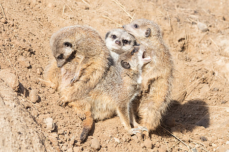 集体拥抱 Meerkat岩石沙漠动物哺乳动物生物棕色猫鼬毛皮头发荒野图片