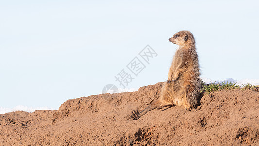 值勤的米尔卡特荒野猫鼬毛皮哺乳动物岩石棕色动物沙漠生物头发图片