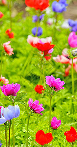 田野上花朵植物群花园蓝色团体生长野花植物环境草原荒野图片